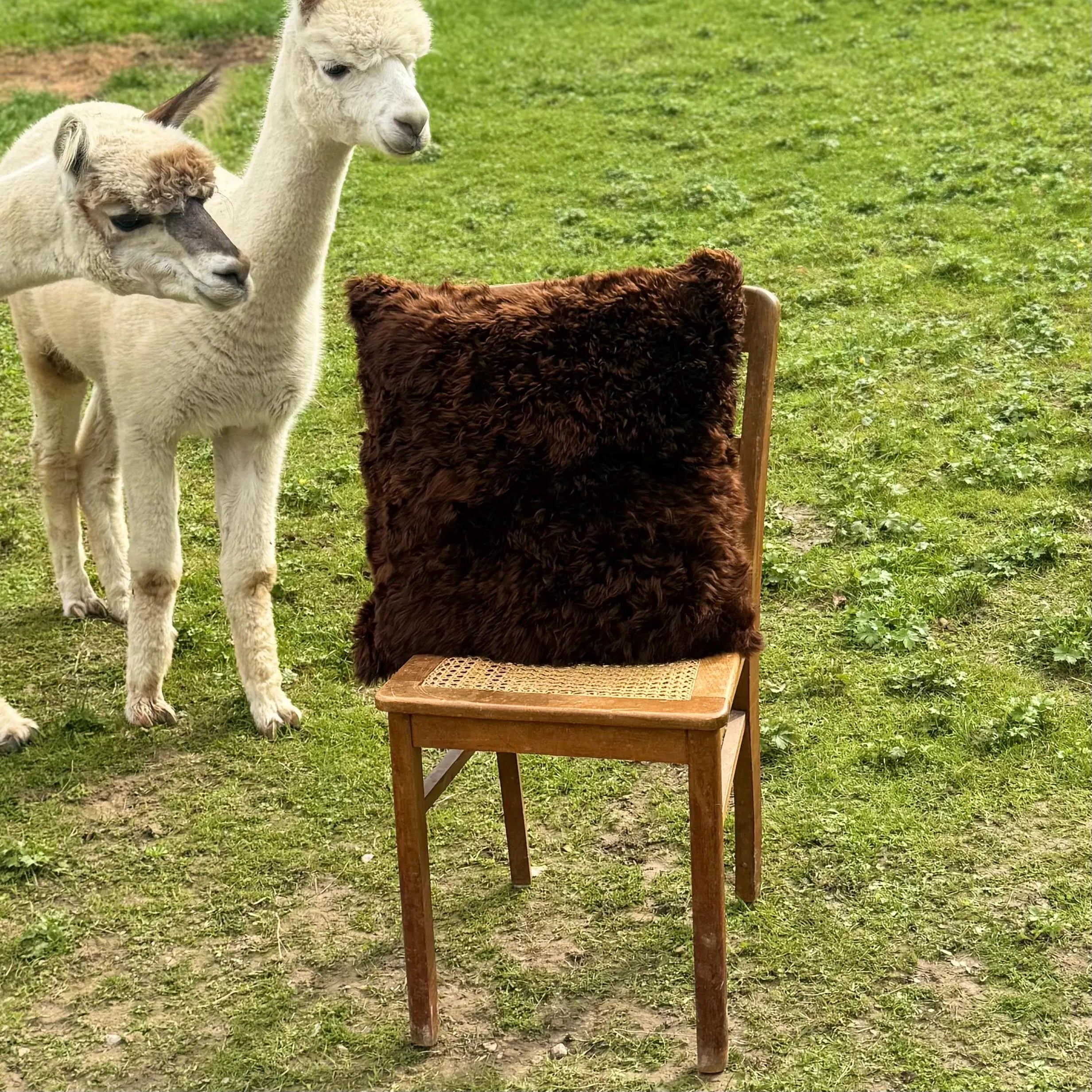 Alpaca Pillow Cover – Brown