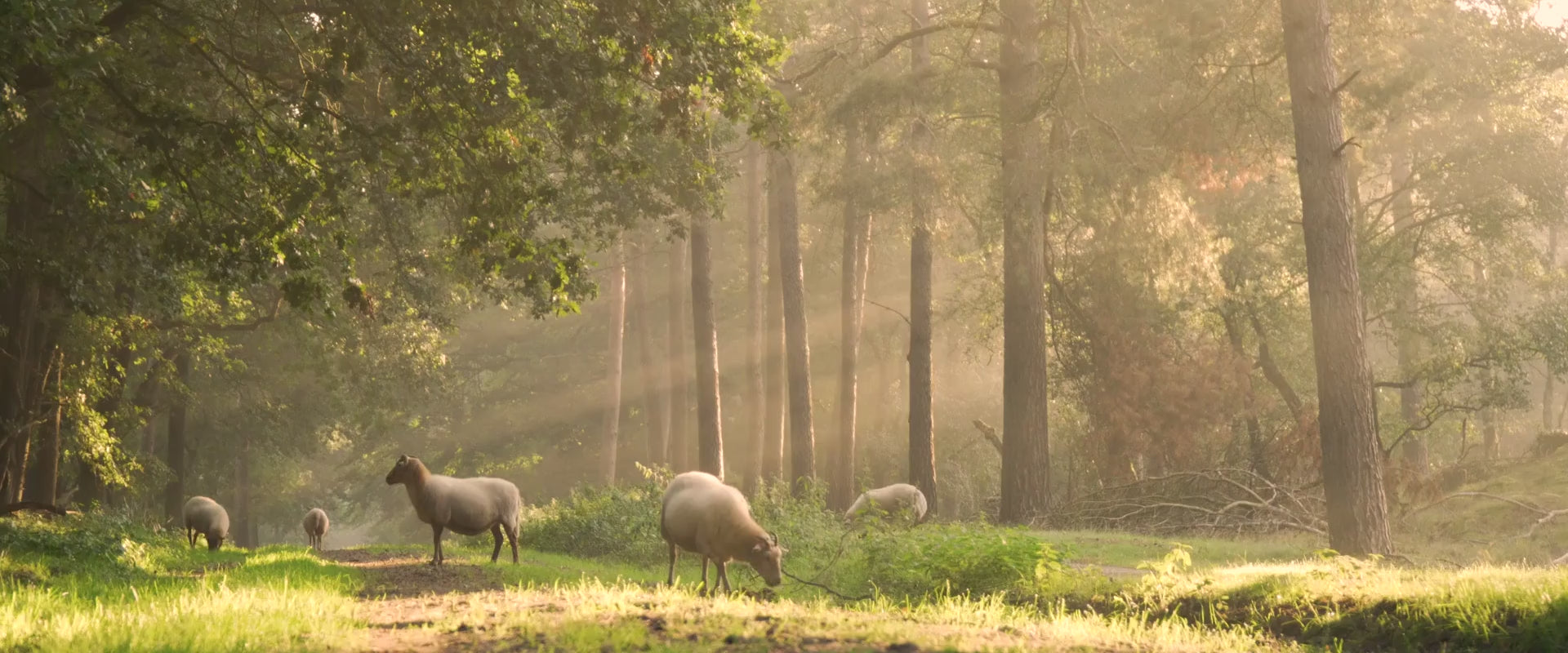 Load video: Our story begins in nature
